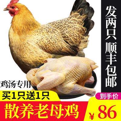 【发2只，顺丰包邮】正宗农家散养土鸡 1000g/只